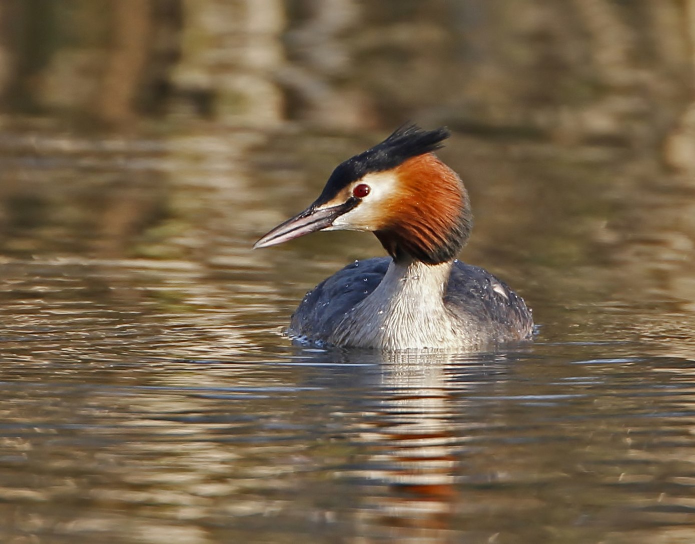 Люля птица. Great Crested Grebe. Большая поганка лапы. Люля птица фото. Большая поганка в Сочи.