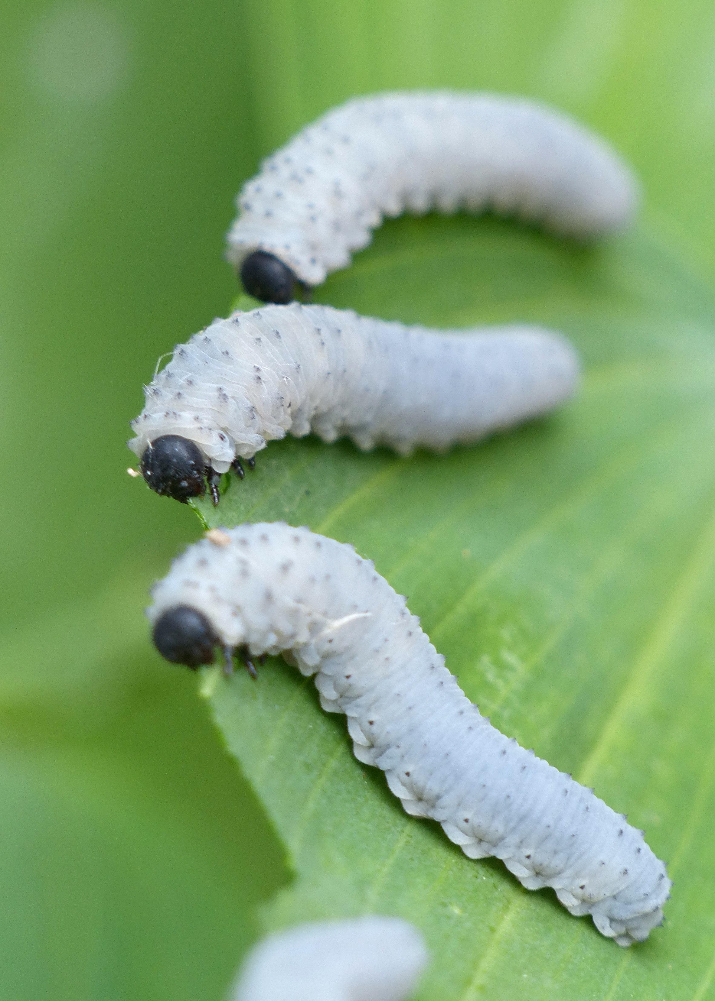 КУПЕНОВЫЙ пилильщик (Phymatocera aterrima).