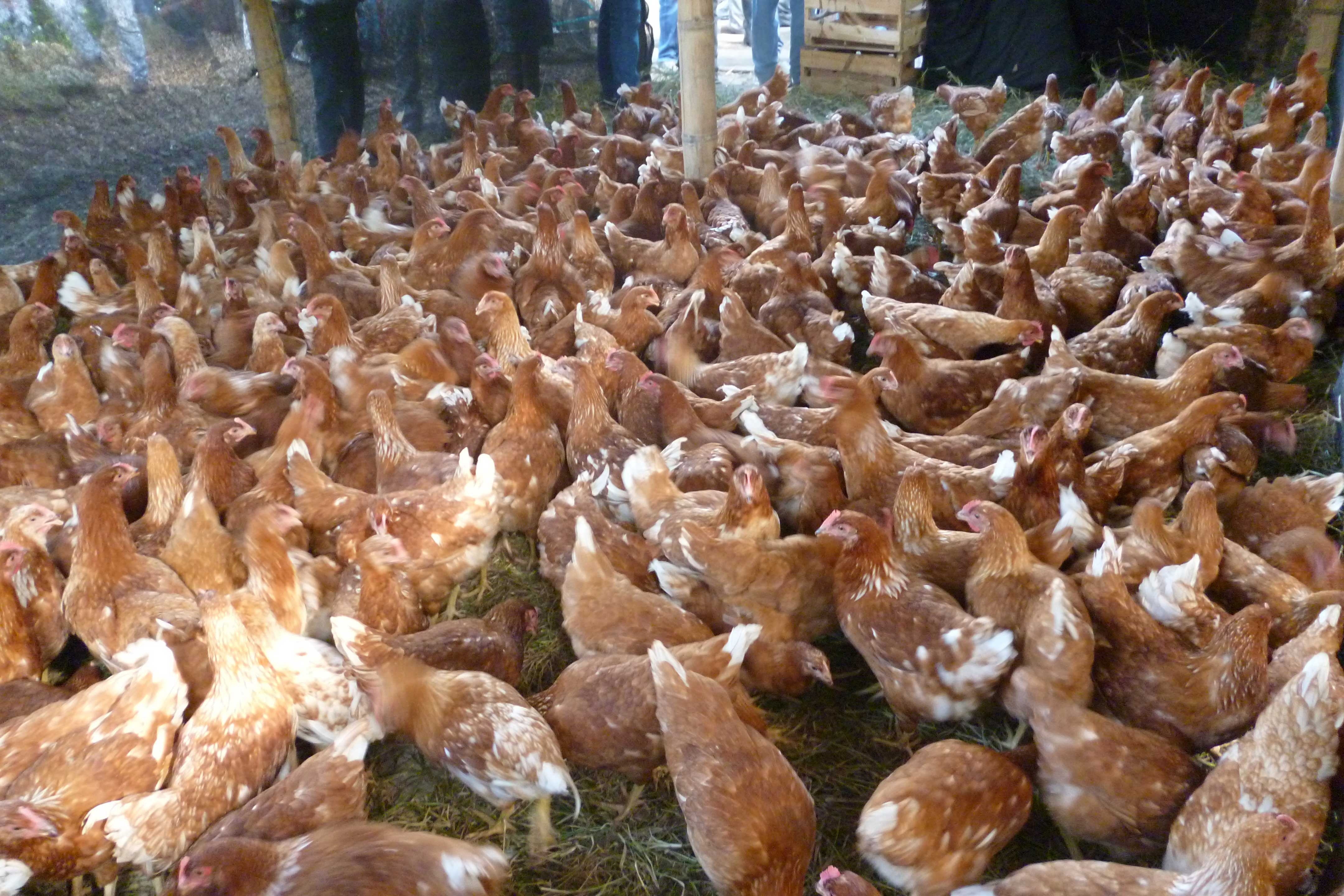 Купить несушек в белгородской области. Много куриц. Сельскохозяйственные птицы. Стая куриц. Куча кур.