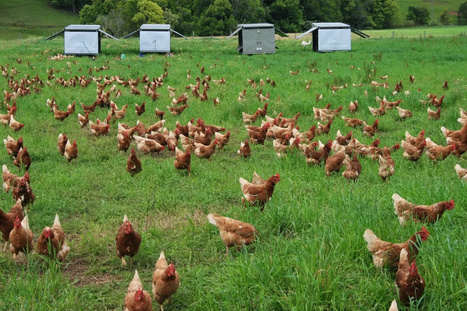 Купить куриц несушек от производителя. Куры на выпасе. Куриная ферма. Фермерское куриное хозяйство. Сельское хозяйство Птицеводство.