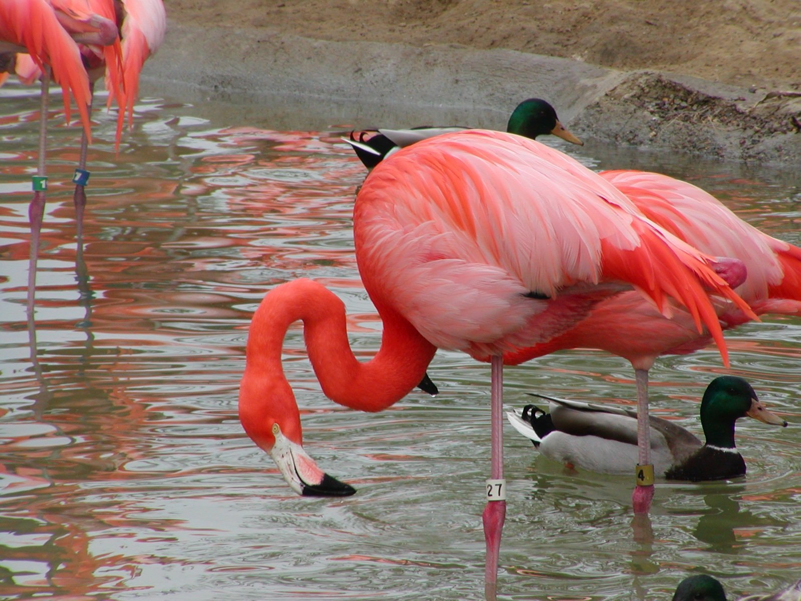 Фламинго сообщение. Карибский Фламинго. Фламинго красный (Карибский Карибский. А. Бауэр Фламинго. Фламинго 39225.