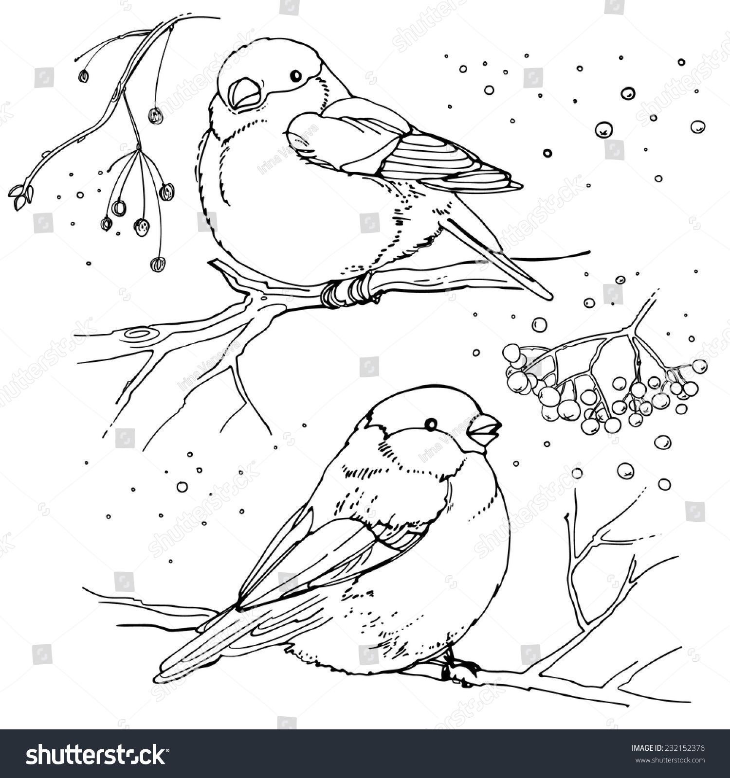 Познавательные картинки – раскраски «Зимующие птицы» для детского сада