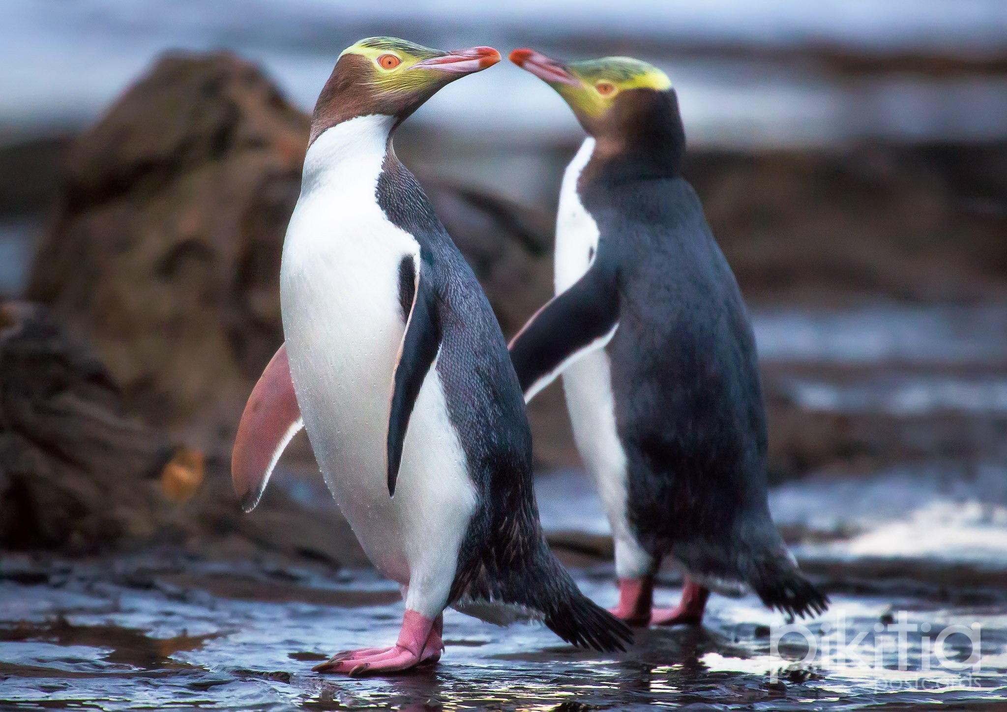 пингвины новой зеландии