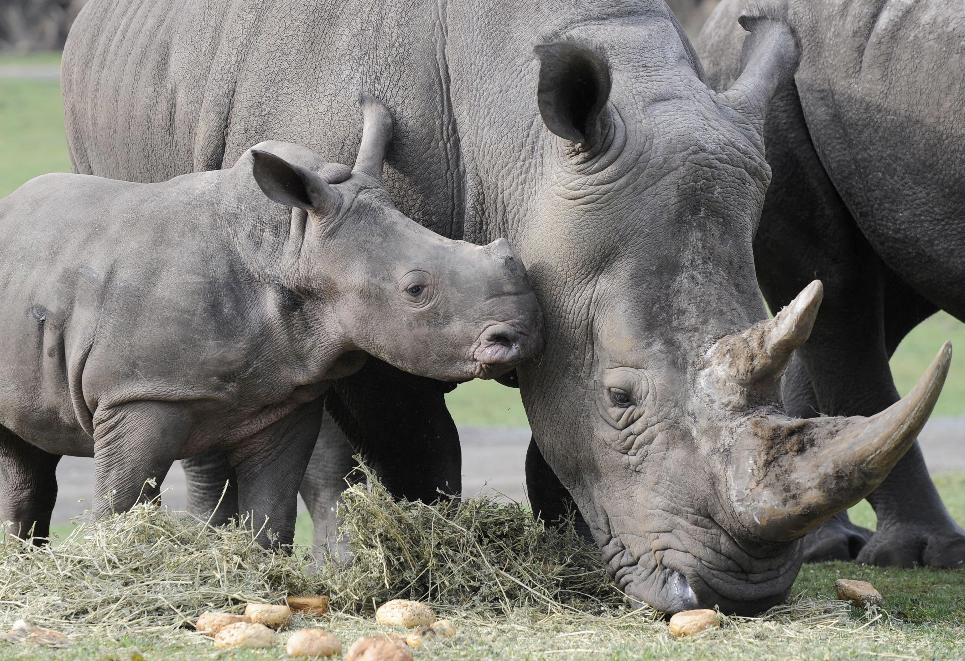 Как называют носорога. Носорог Джаван. Яванский носорог (Rhinoceros sondaicus). Яванский носорог численность. Черный носорог.