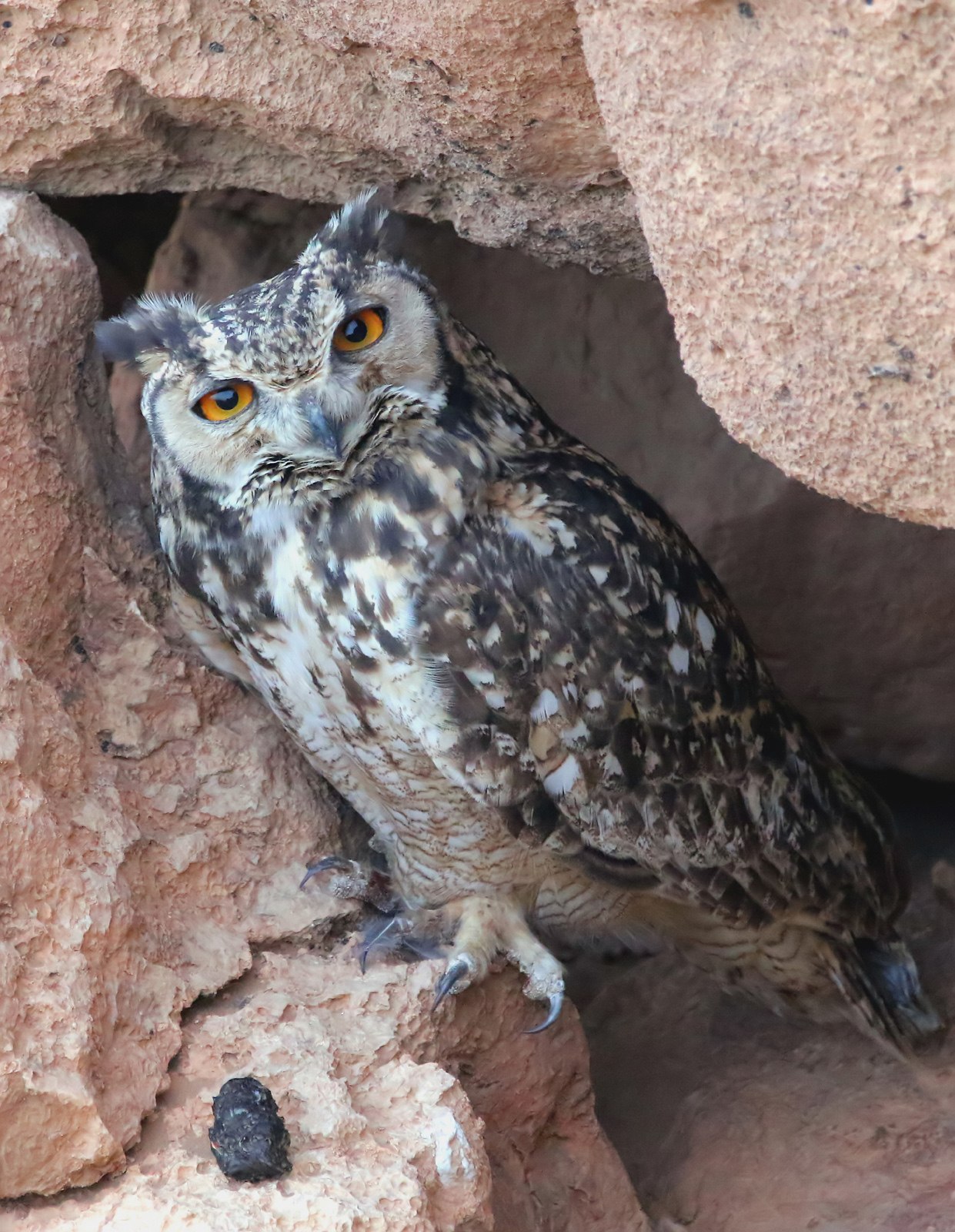 Филин икс. Абиссинский Филин. Филин Кая. Bubo ascalaphus. Фараонов Филин.