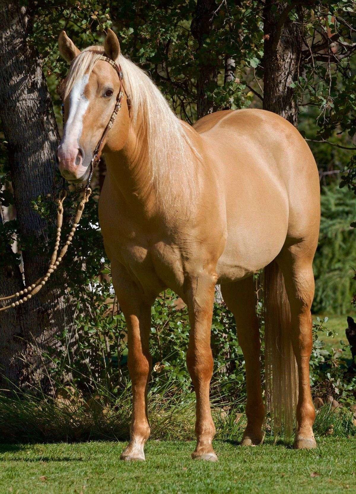 Соловая масть лошади. Масть лошади Паломино. Лошади породы Паломино. Порода лошадей Соловая масть. Palomino порода лошади.
