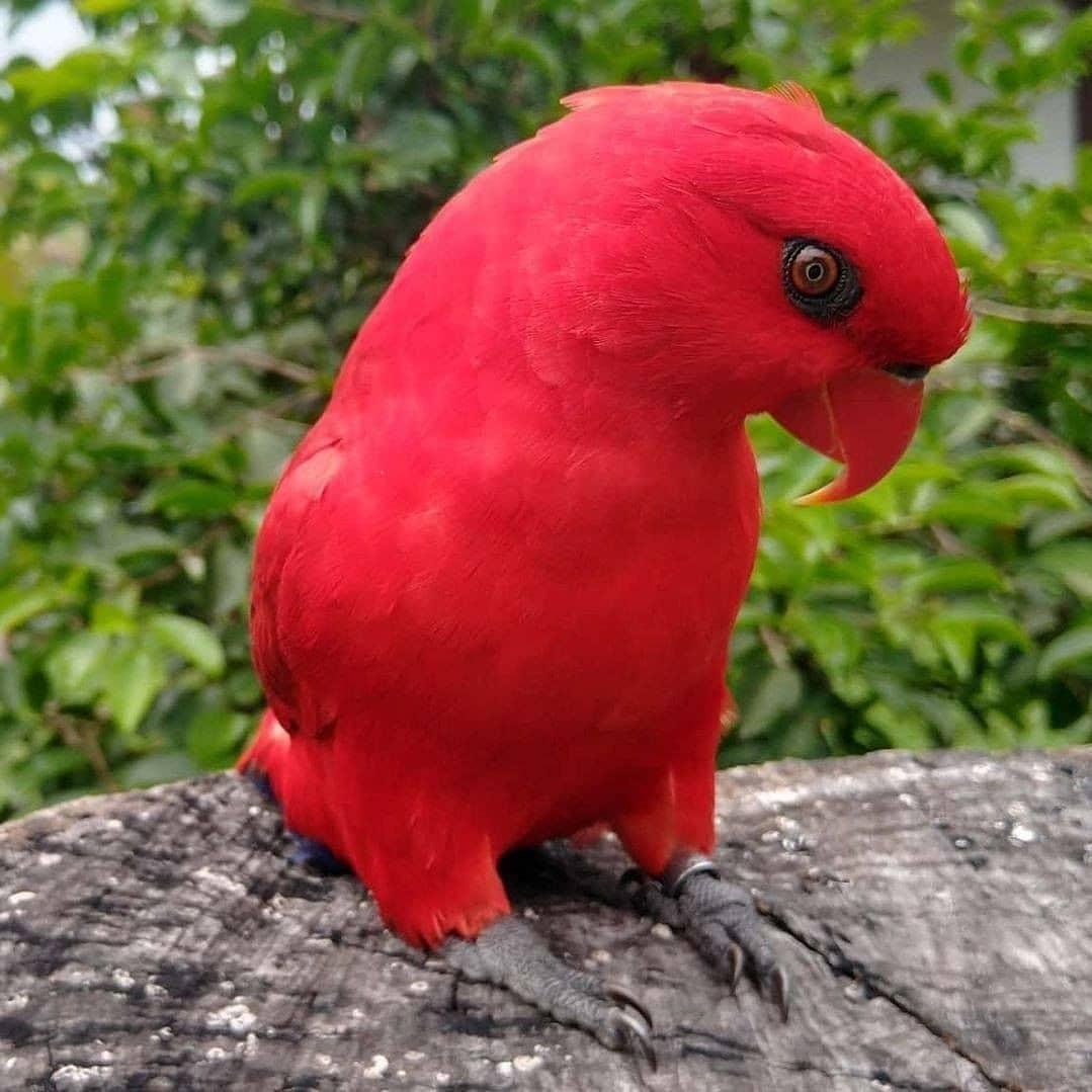 Волнистый попугай красный - картинки и фото poknok.art