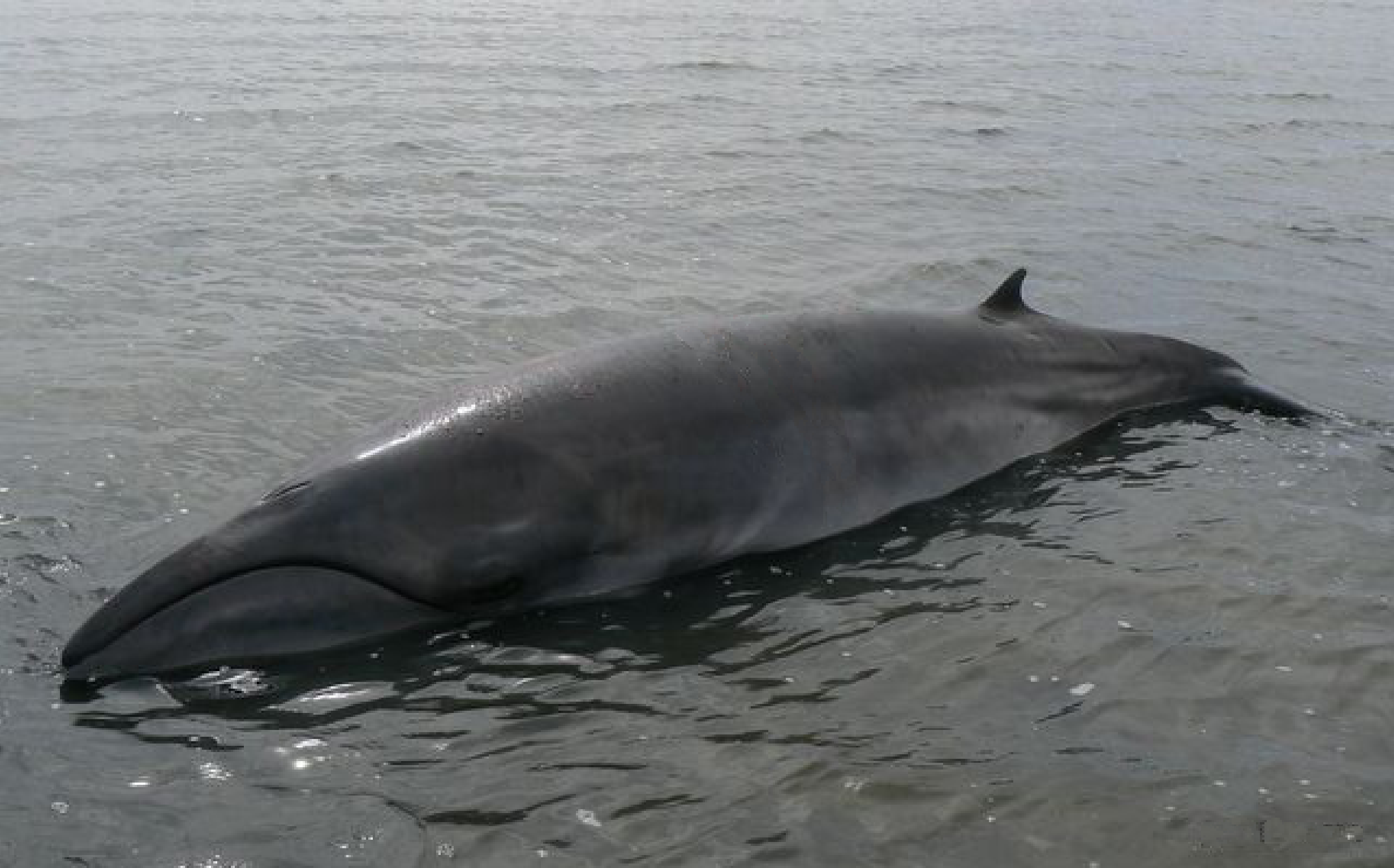Карликовый кит. Китообразные карликовый кит. Карликовая косатка Feresa attenuata. Карликовый Усатый кит.