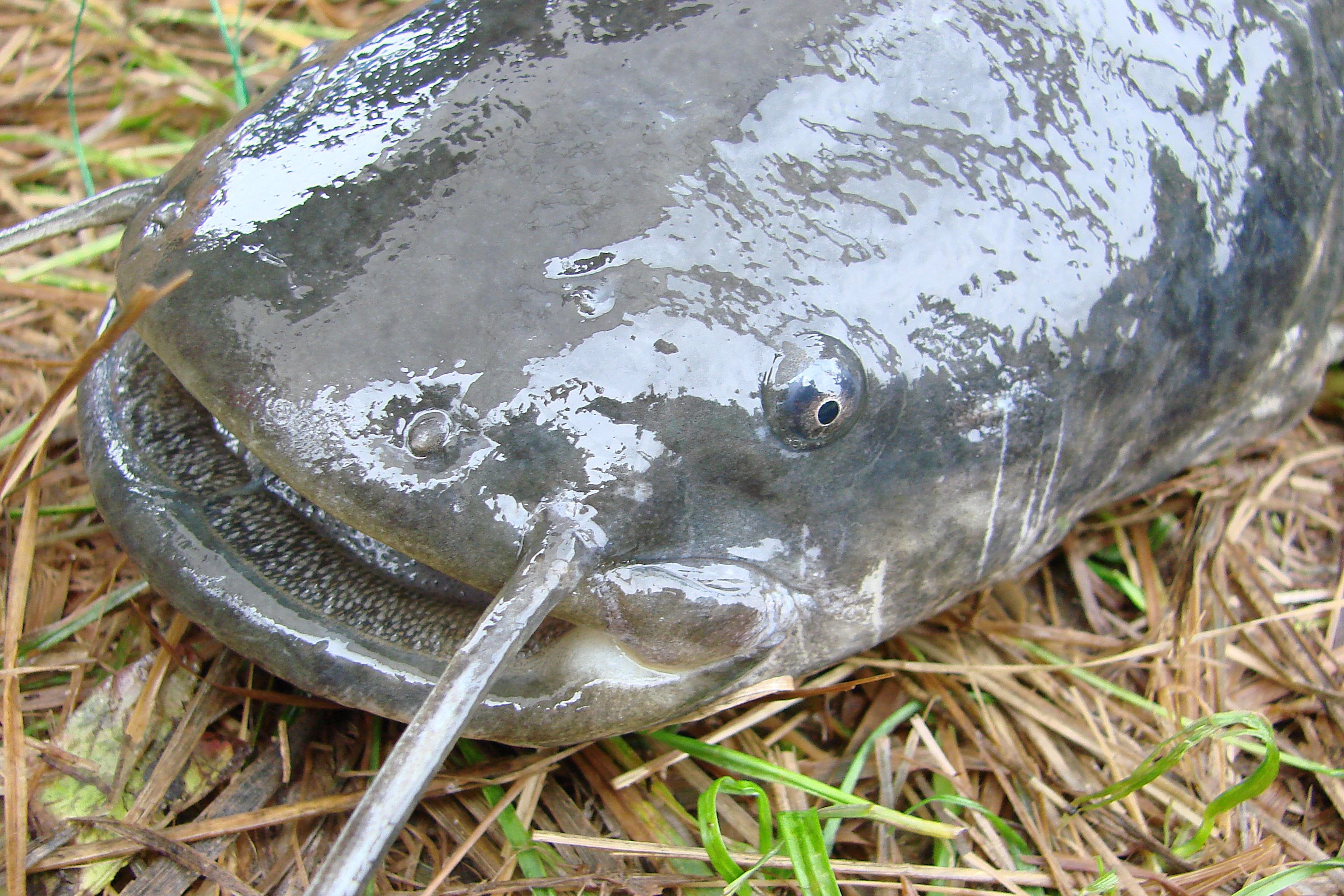 Рыба сом. Silurus GLANIS рыба. Сом Silurus GLANIS. Обыкнове́нный сом Silurus GLANIS). Рыба сомик Речной.