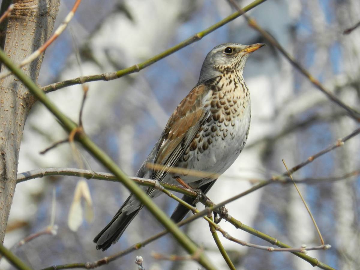 Название птицы весны. Рябинник (turdus pilaris. Птицы Восточной Сибири рябинник. Серая птица Кузбасс.