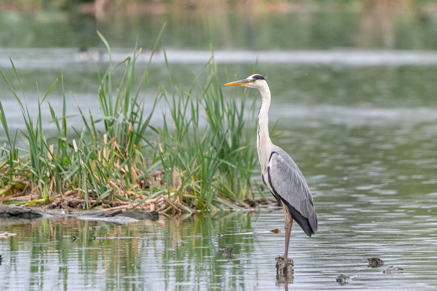 Цапля. Серая цапля (Ardea cinerea). Серая цапля Нижегородская область. Серая малая Болотная цапля. Цапля Марий Эл.