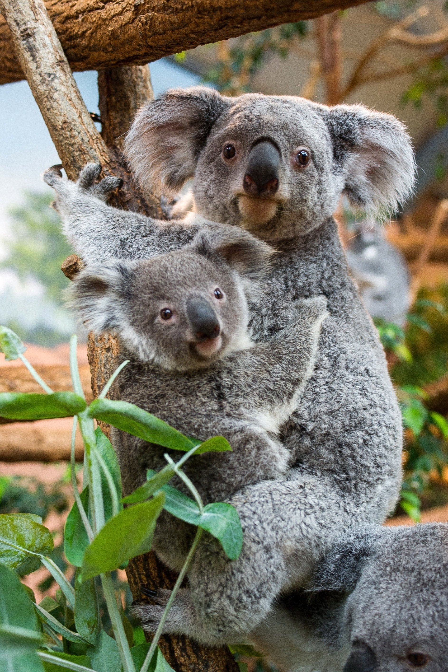 Коала стоя. Коала сумчатое. Сумчатые млекопитающие коала. Карликовая коала. Сумчатый медведь коала Австралия.