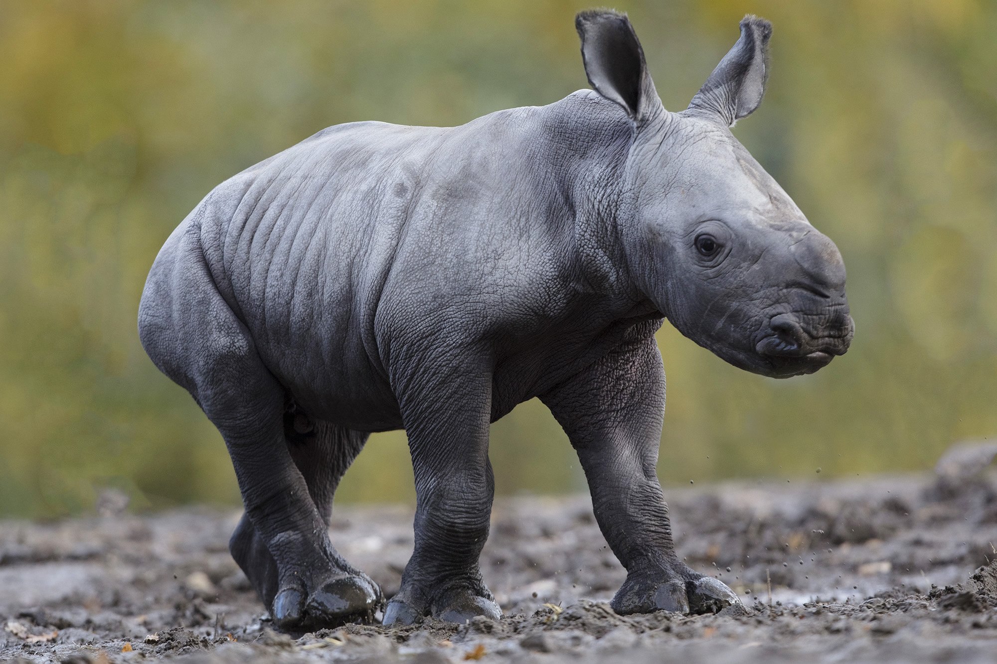 Rhino's. Носорог и носорожек. Маленький носорог. Носорог с теленком. Маленькие милые носороги.