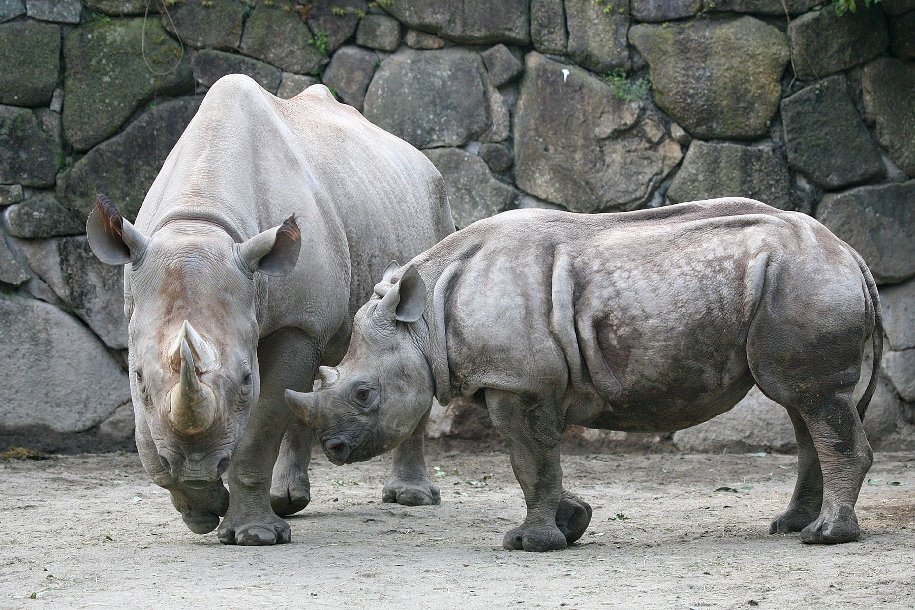 Как называют носорога. Суматранский носорог. Суматранский носорог детеныш. Карликовый носорог. Носорог белый чёрный индийский яванский суматранский.