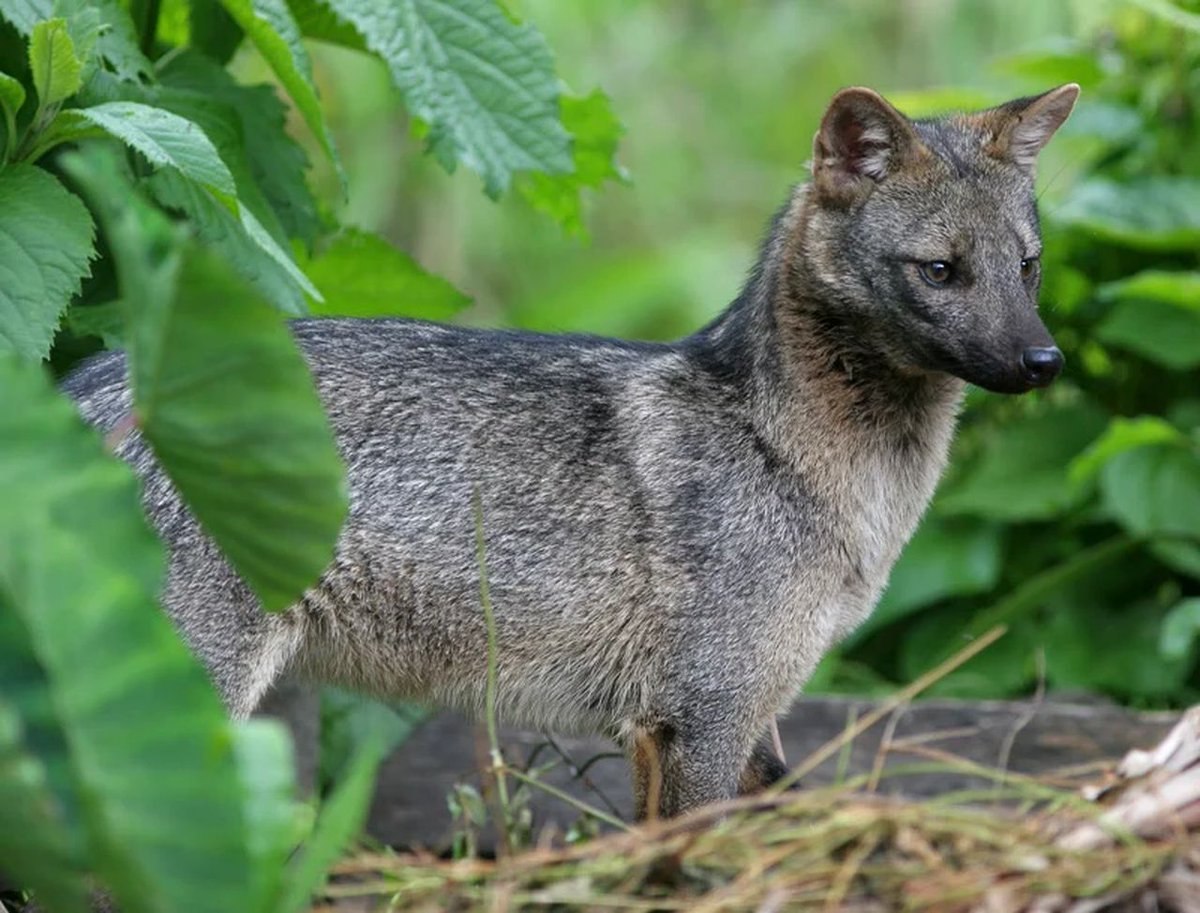 Псовые. Майконг лиса. Майконг саванновая лисица. Семейства псовые (Canidae),. Майконг собака.