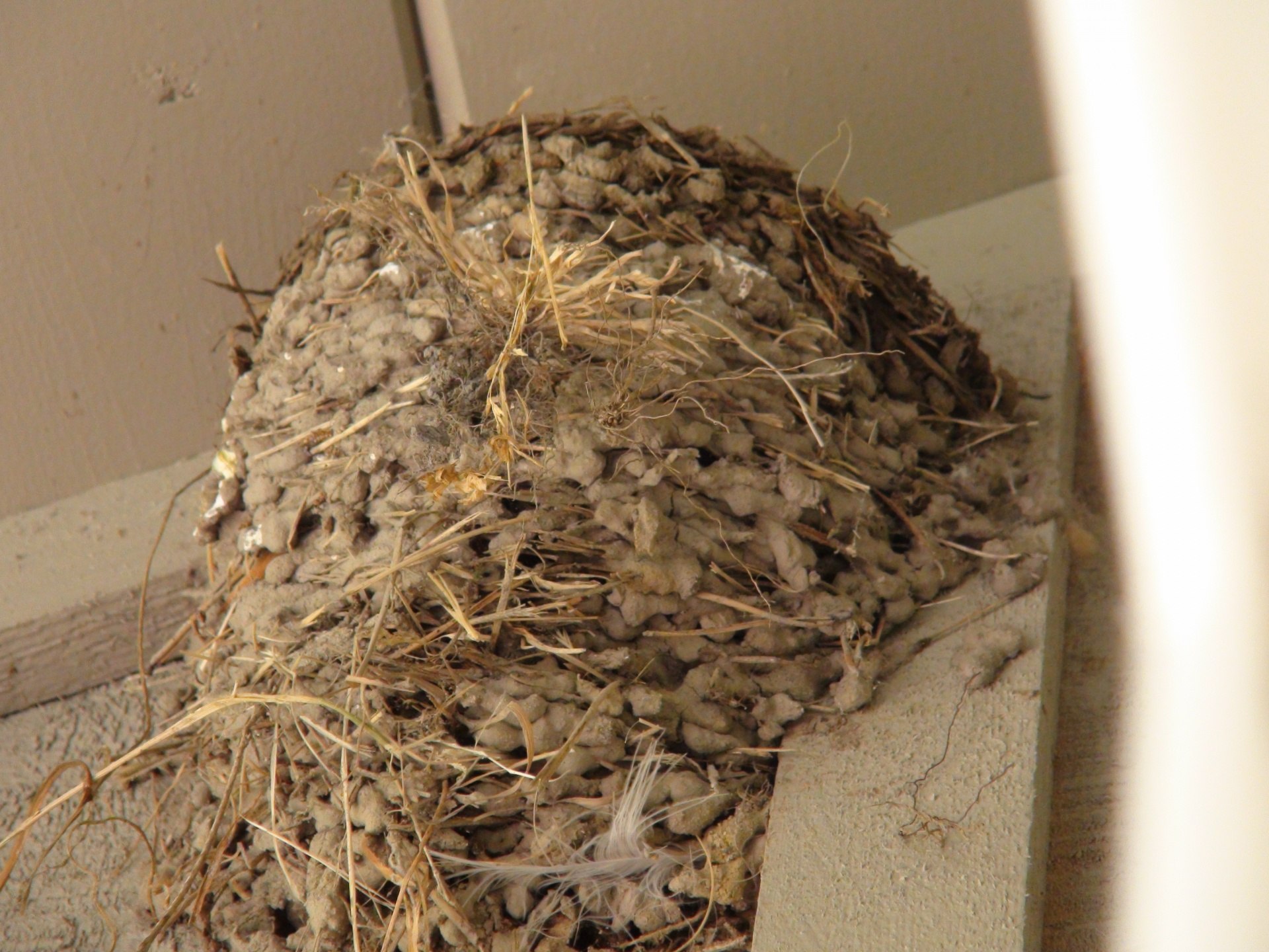 Птицы без гнезд. Гнездо деревенской ласточки заброшенное. Гнездо деревенской ласточки. Гнездо ласточки. Гнездо под крышей.