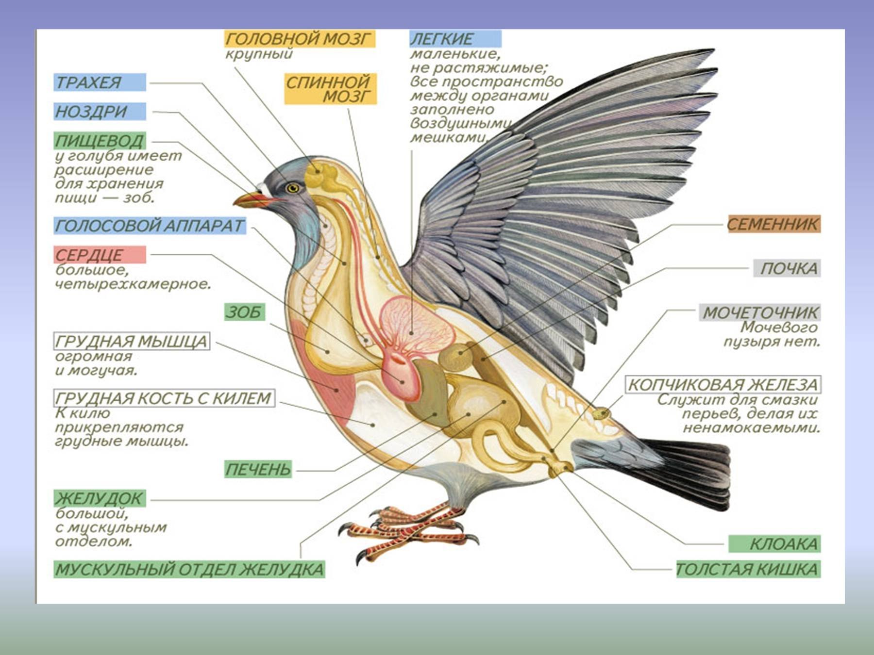 Внутреннее строение голубя рисунок