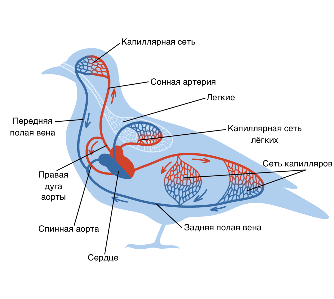 Схема строения кровеносной системы птиц. Внутреннее строение птиц кровеносная. Схема кровеносной системы птицы биология 7 класс. Строение кровеносной системы голубя.
