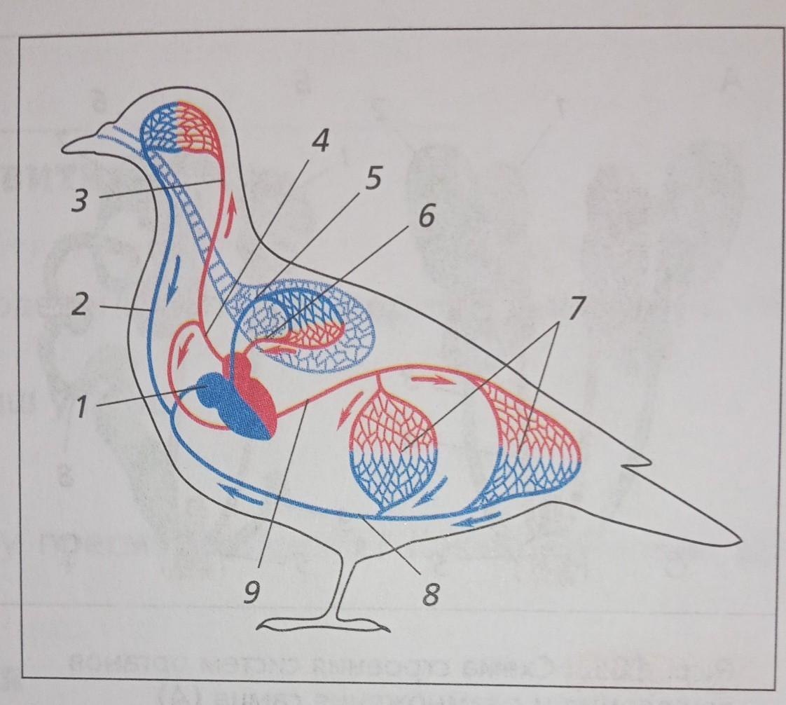 Особенности строения внутренних органов птиц. Строение птицы дыхательная система система. Дыхательная система птиц анатомия. Строение дыхательной системы птиц. Пищеварительная система птицы голубь.