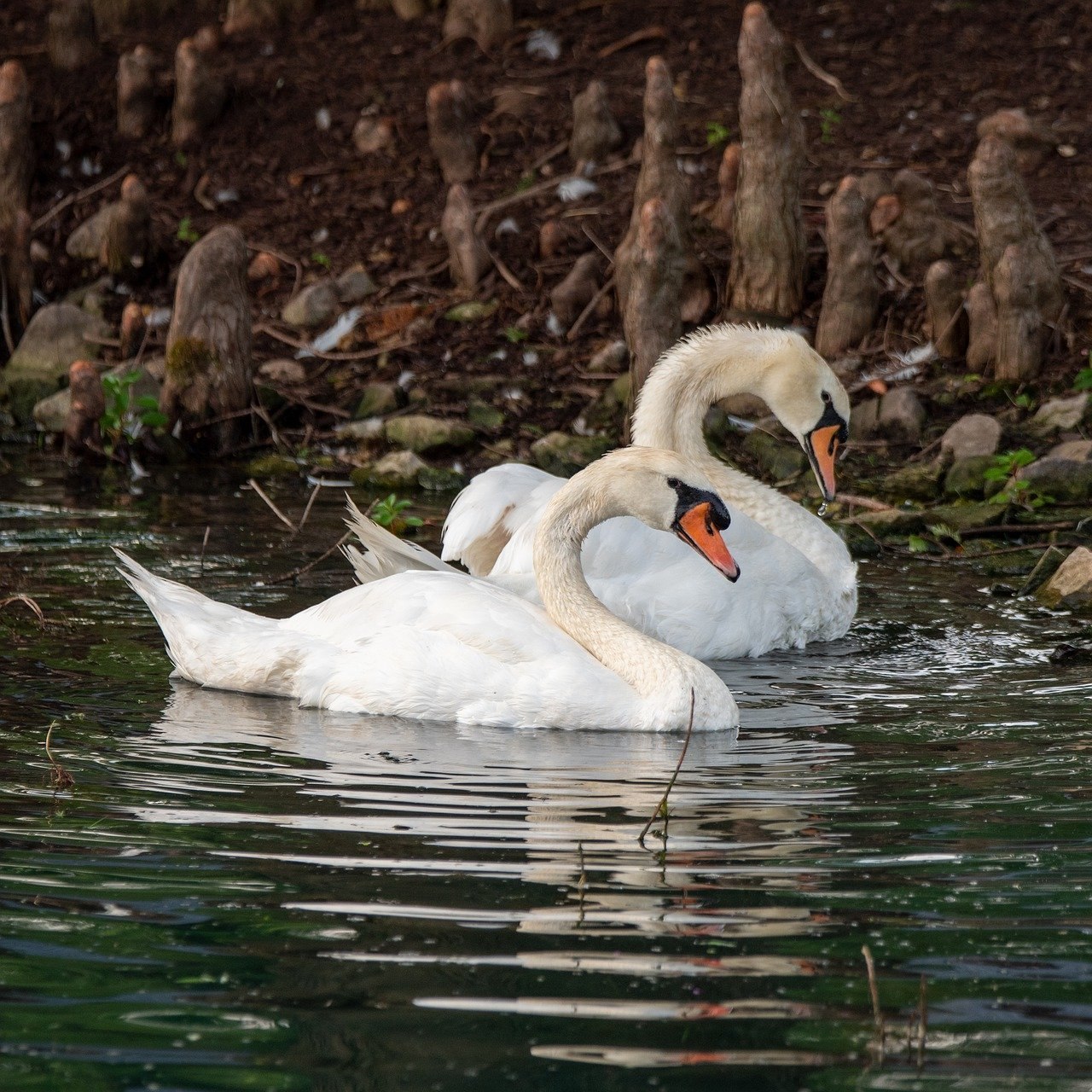 White swan. Лебединое озеро Абхазия. Белый лебедь. Белый лебедь фото. Лебеди на озере.