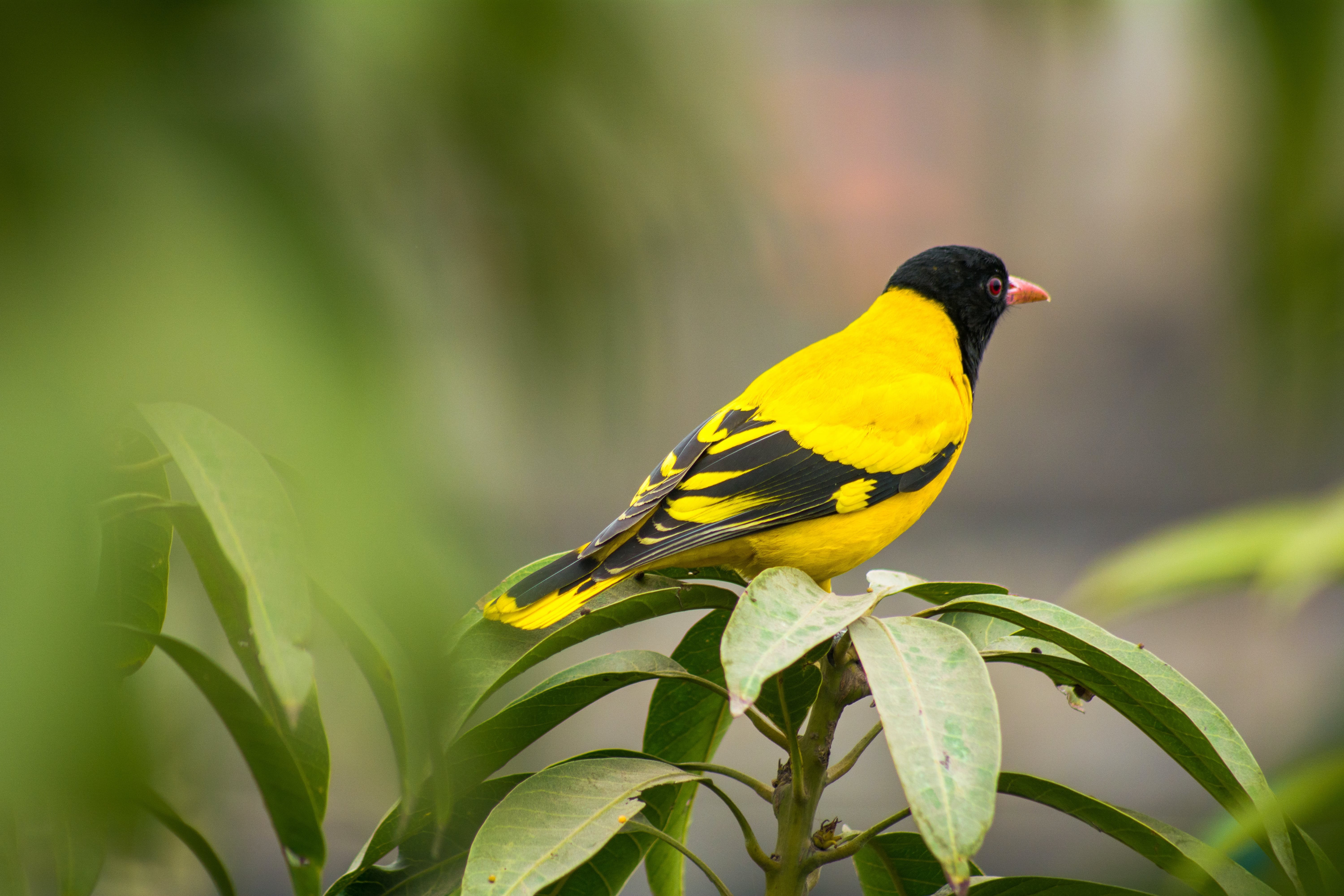 Желтая птица с черными крыльями. Черно желтая птичка. Желтая красивая птица. Птичка жёлтой чёрного окраса. Красивые птицы жёлтого цвета.