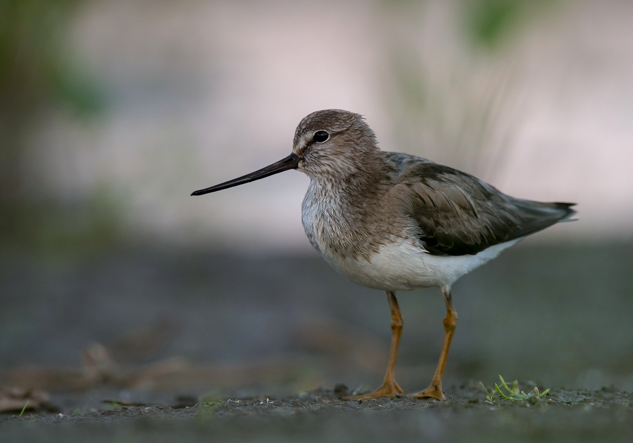 Чернохвостая комета - eBird