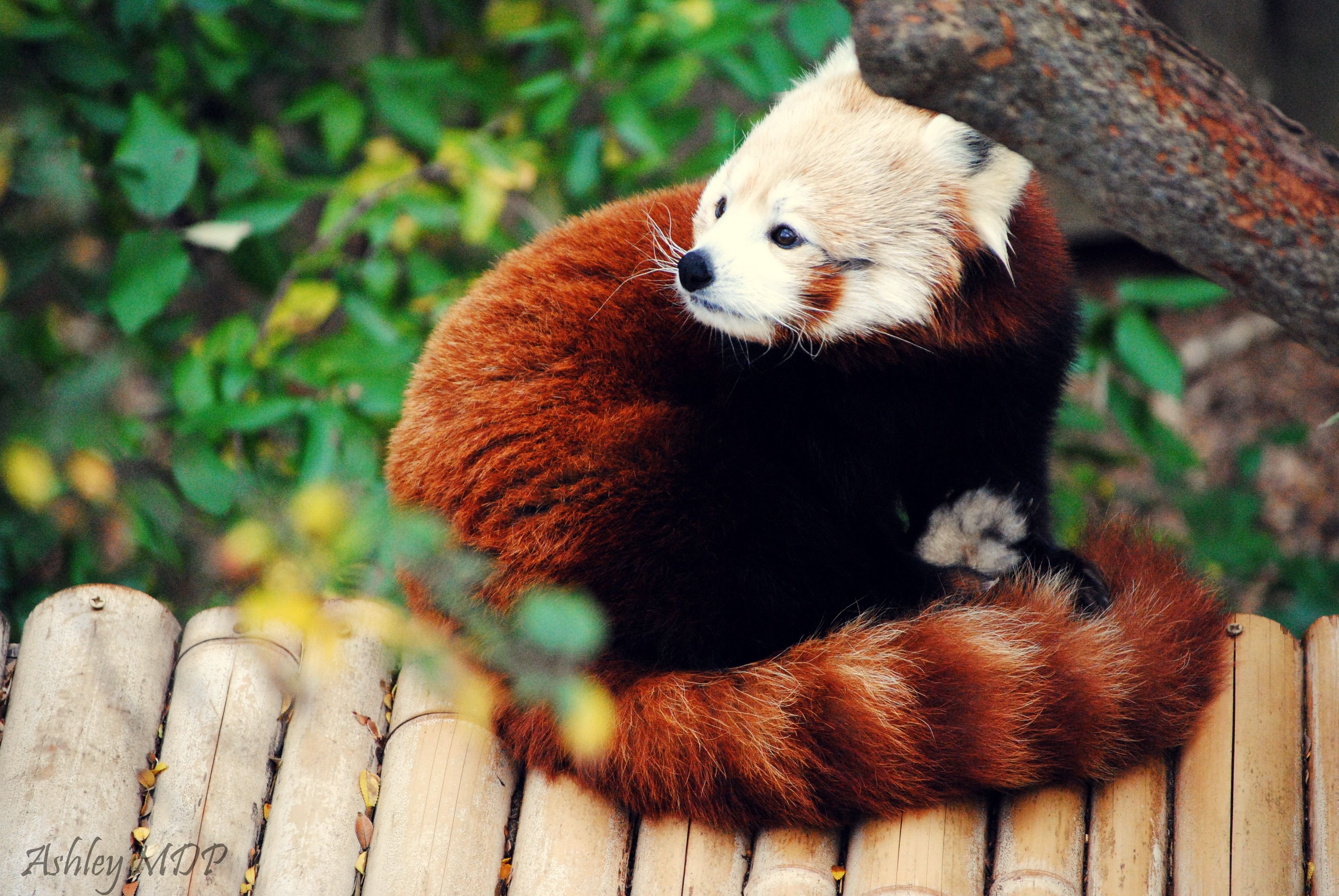 The red panda 8 grade