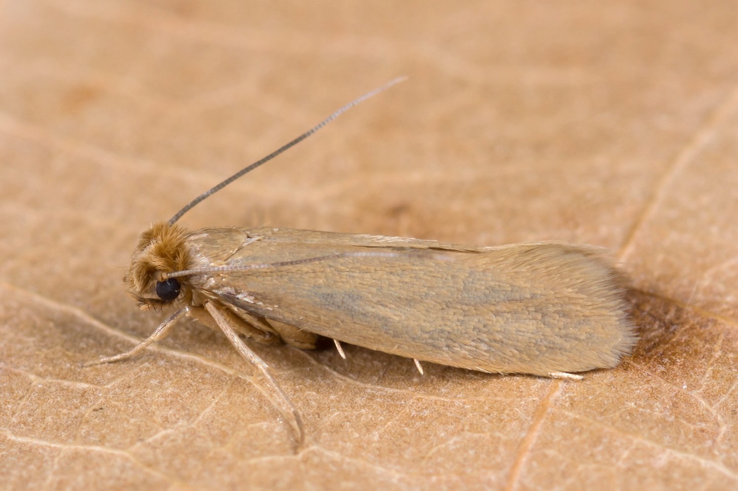 Фото молей. Платяная моль (Tineola bisselliella). Платяная моль (Tineola bisselliella) личинки Коконы. Личинка моли платяной. Моль платяная шелкопряд.