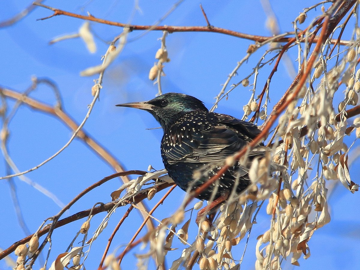 Какой то смолоду скворец так петь. Камбоджийский скворец (Sturnus burmannicus). Скворец Малазан. Дрозд и скворец отличия. Скворец и Дрозд.