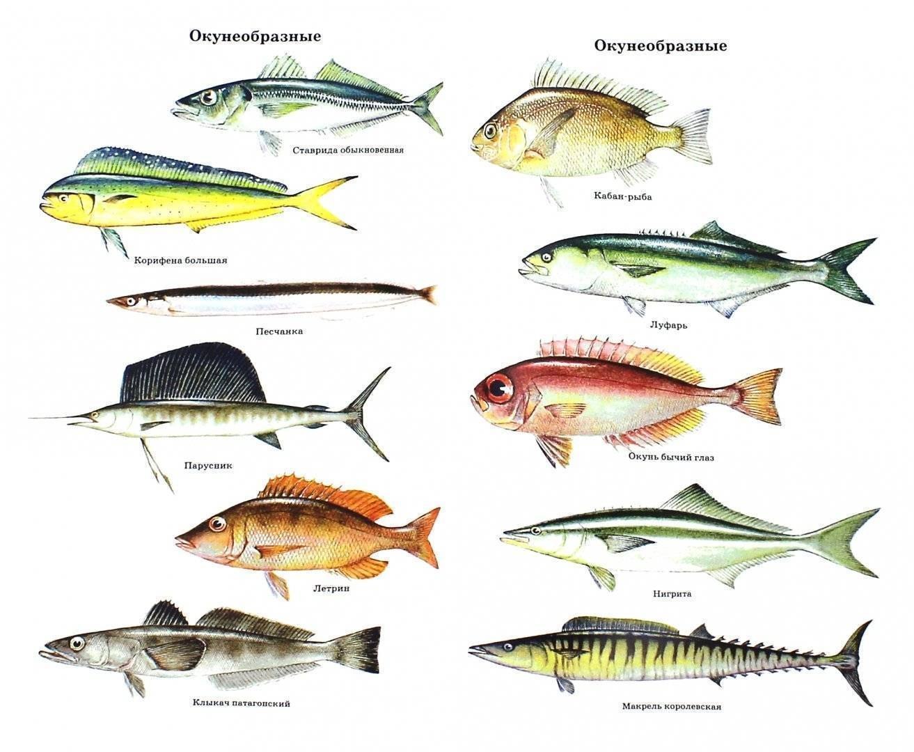 Рыбы Красного моря - фото с названиями и описанием