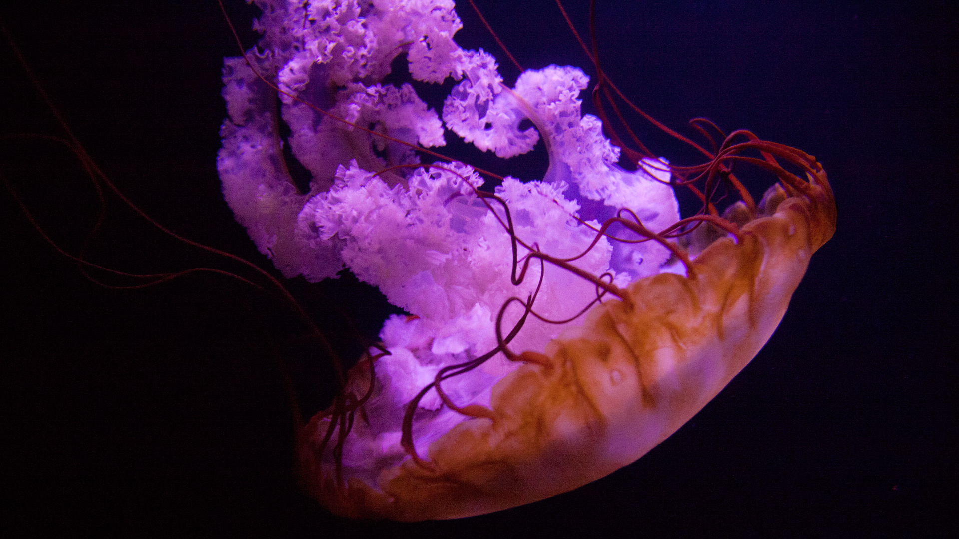 Бессмертная медуза. Молодеющая медуза. Медузы Turritopsis dohrnii. Полип турритопсис.