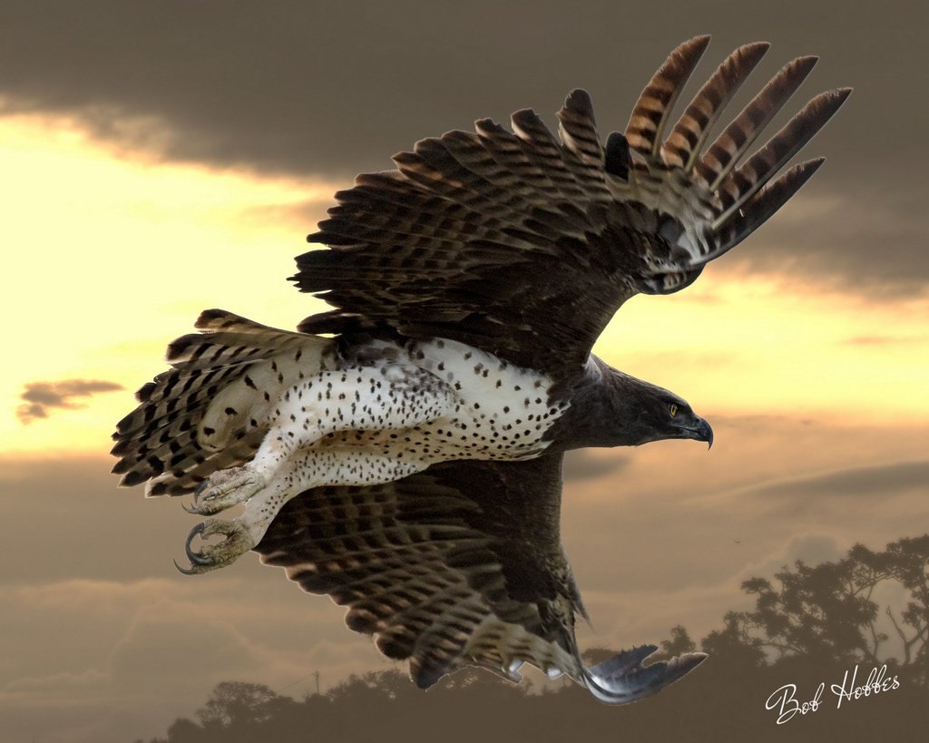 Самые страшные и кровожадные хищные птицы - ТОП-10 с фото и описанием