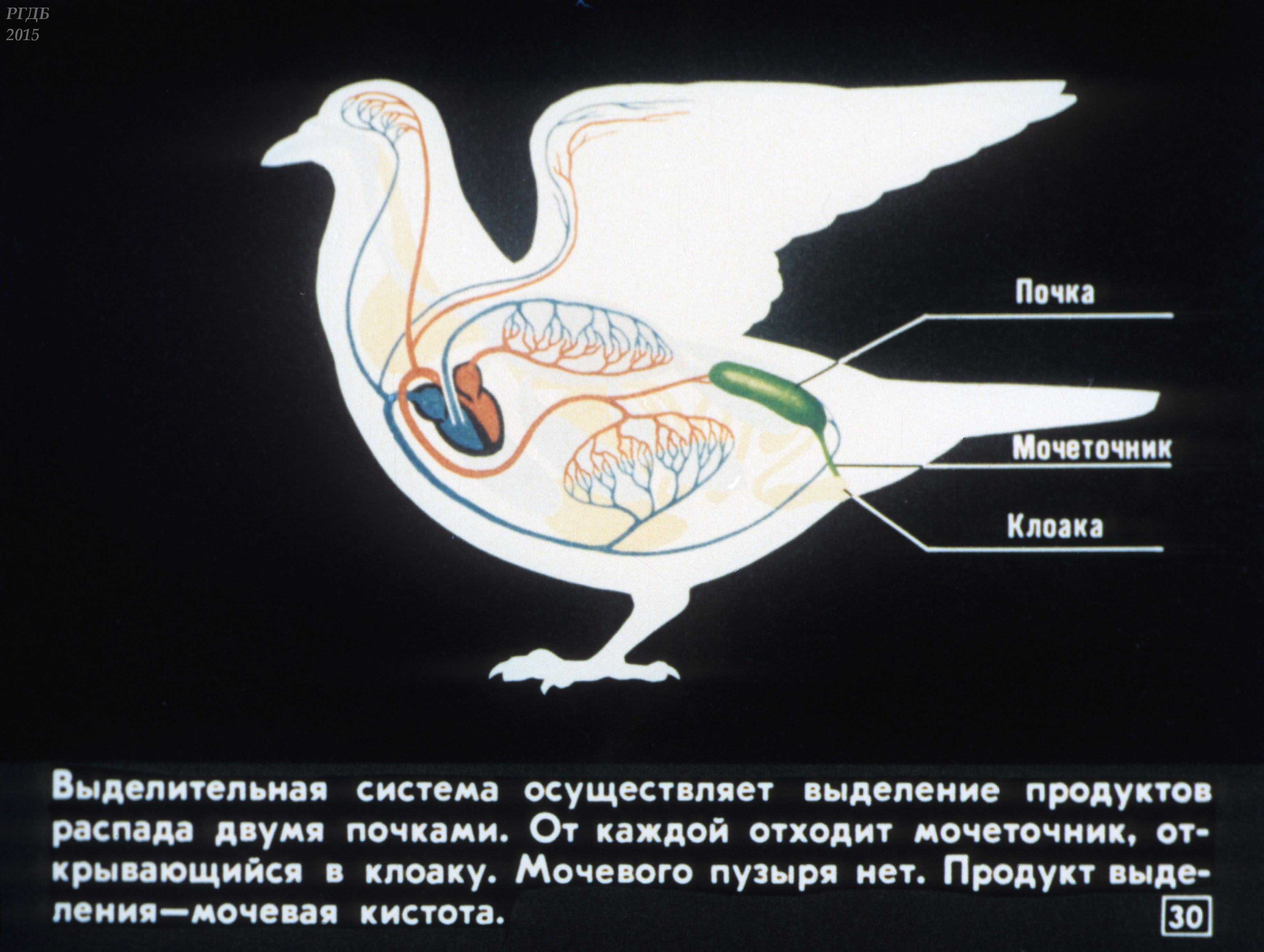 Птицы выделяют. Строение выделительной системы птиц. Выделительная система птиц. Выделение у птиц. Выдел система птиц.