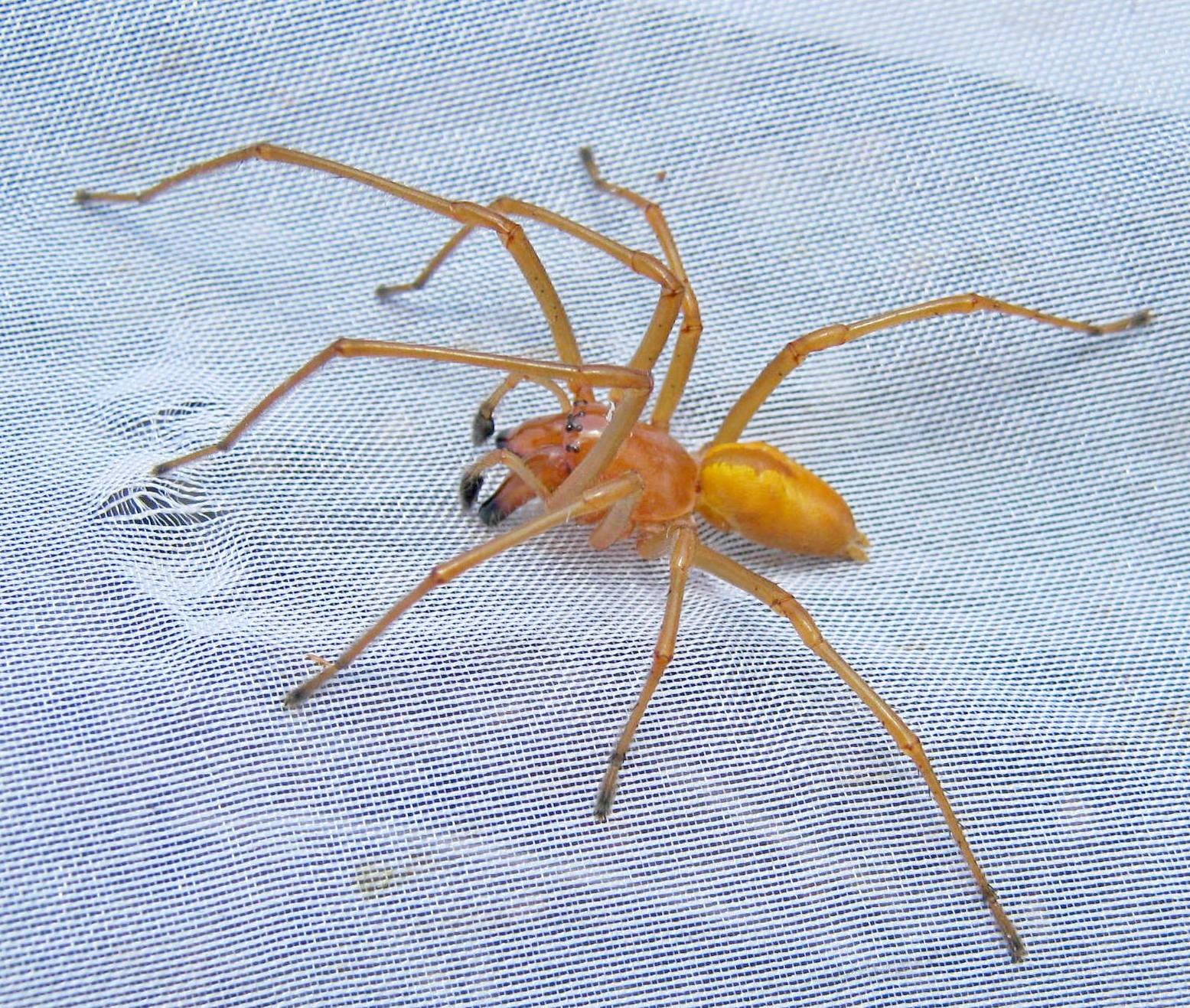 Желтосумный колющий паук - картинки и фото poknok.art