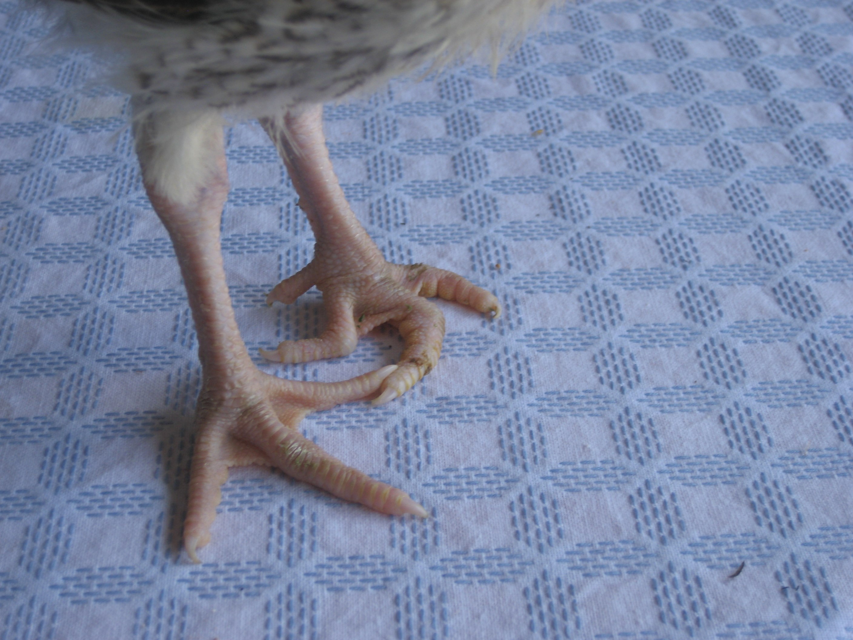 Сколько ног у цыпленка