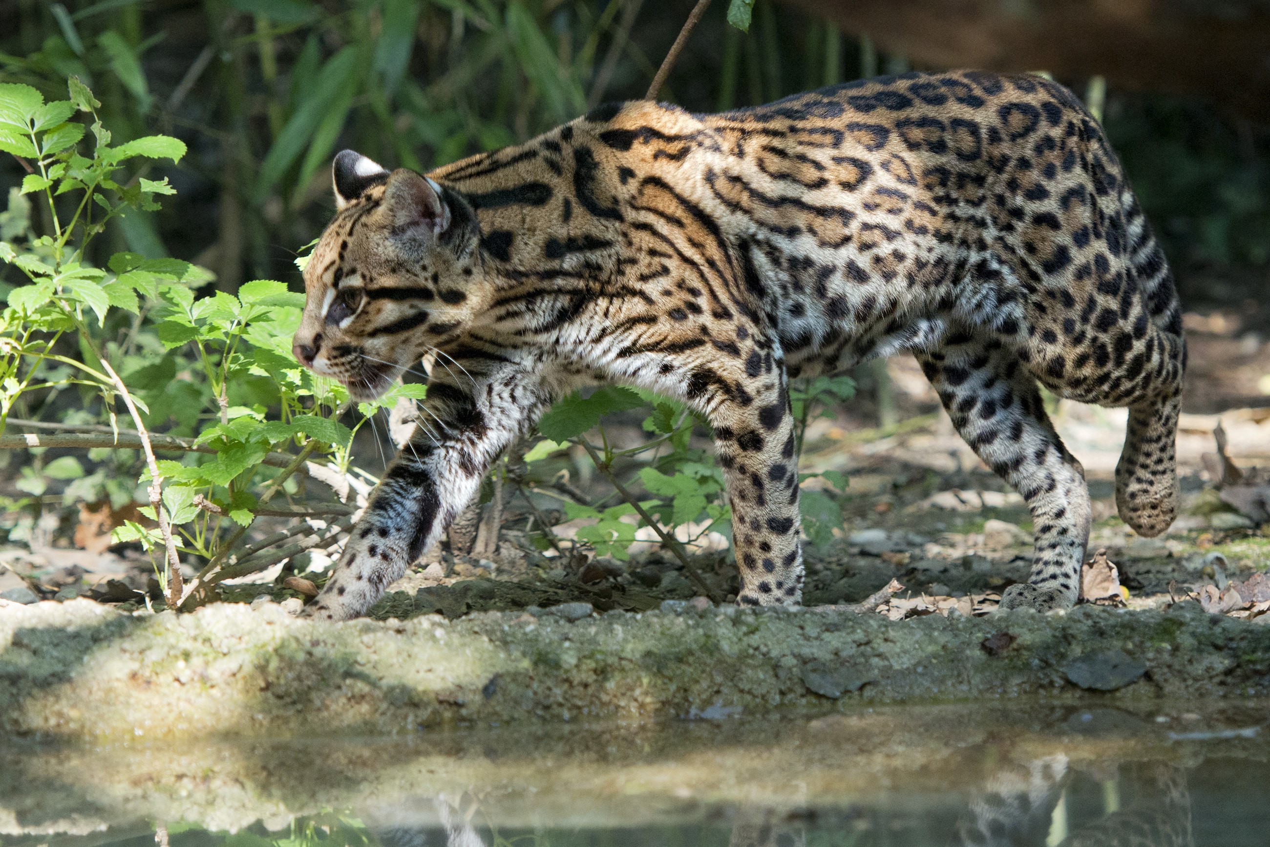 Фото оцелота. Оцелот (leopardus pardalis). Оцелот Сельва. Оцелот фото. Венесуэльский Оцелот.