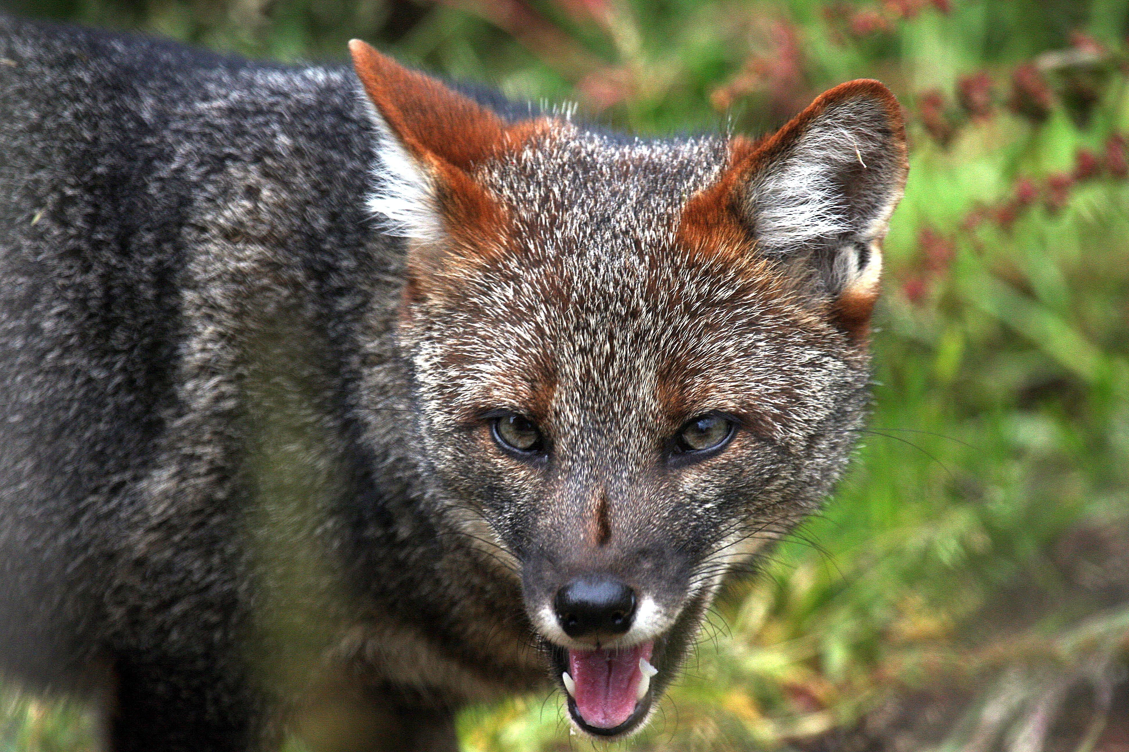 Серая лисица. Darwin's Fox. Дарвиновская лисица. Серая лиса. Каменная лиса.