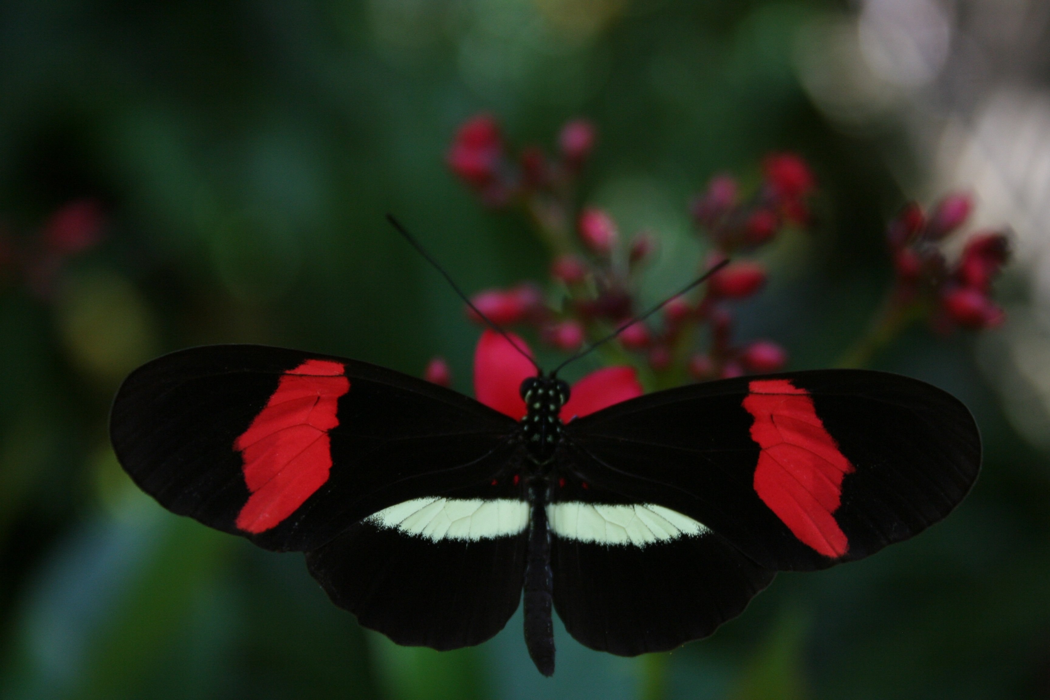Цветок красные бабочки. Черный Кардинал бабочка. Парусник Румянцева (Papilio Rumanzovia). Красная бабочка. Красная бабочка насекомое.