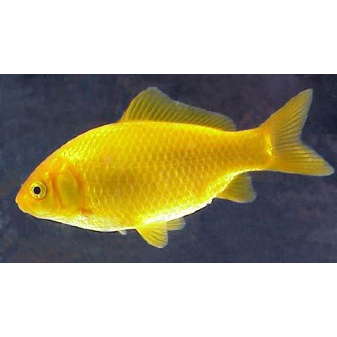 Рыбка золотого цвета. Лимонная Комета рыбка. Комета лимонная аквариумная. Золотой карась аквариумная рыбка. Комета желтая рыбка аквариумная.