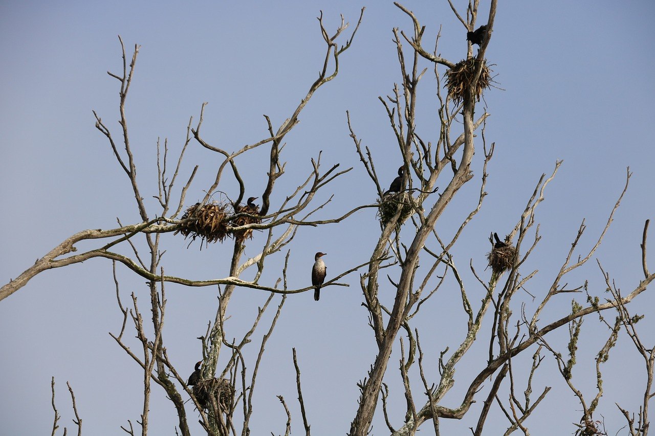 Птичьи гнезда на деревьях. Гнездо на дереве. Гнездо птицы на дереве. Птичье гнездо на дереве. Гнездо на ветке.