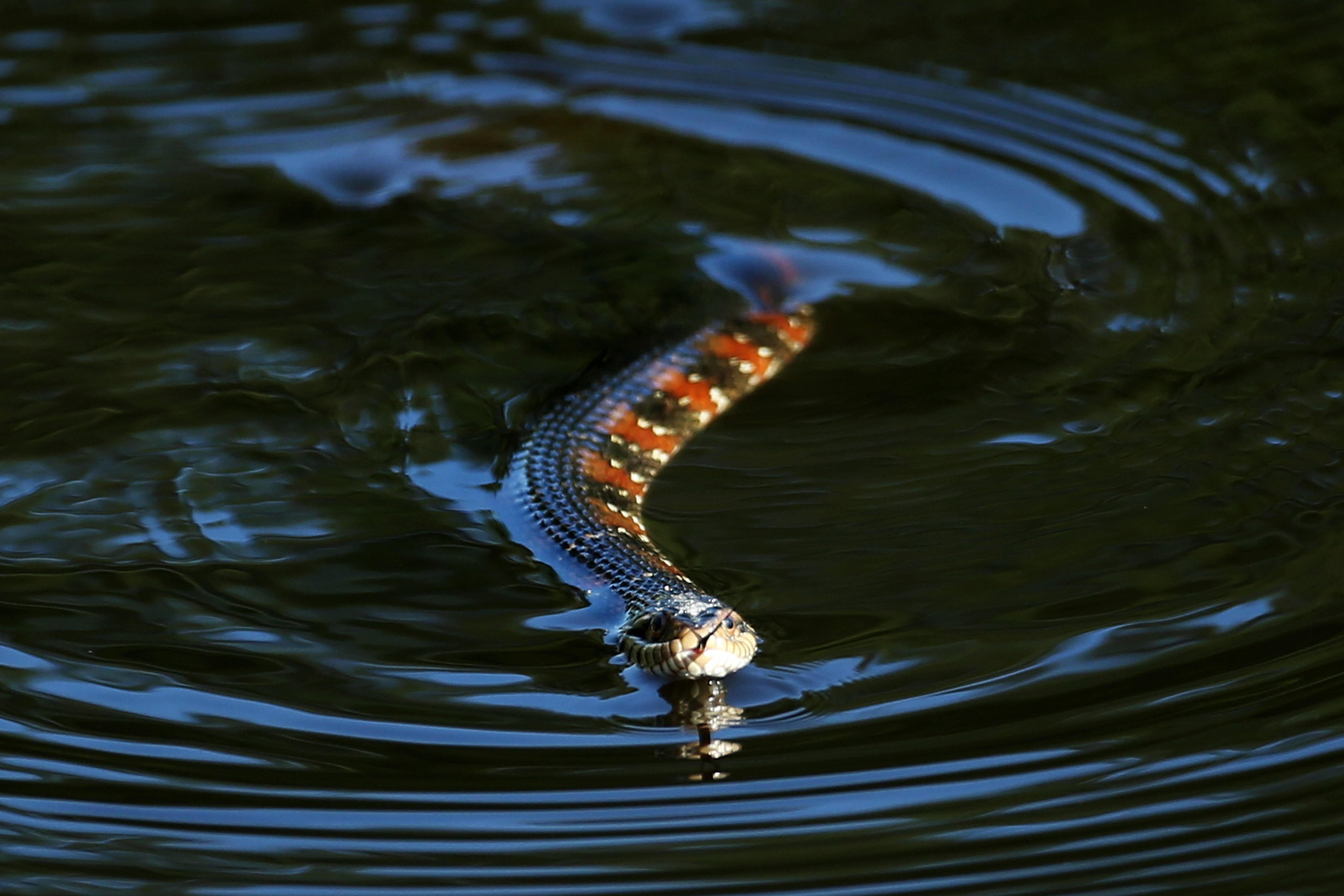 Водяная змейка. Водяная змея. Речные змеи. Плавающие змеи. Змея плывет по воде.