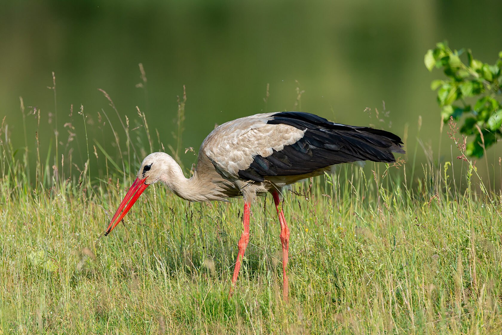 Аист птица. Белоруссия белый Аист. Ciconia Ciconia. Белорусский Бусел. Туркестанский белый Аист.