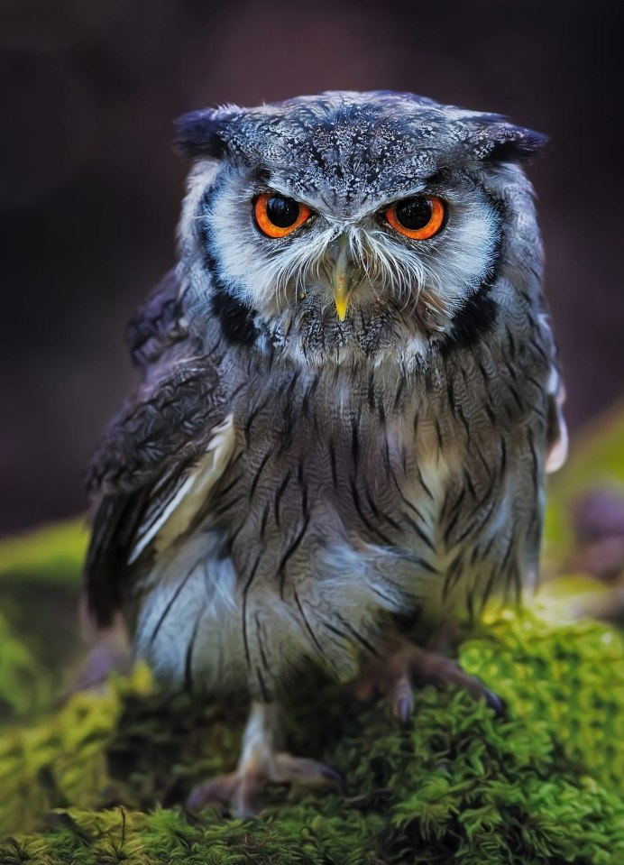 Болотная Сова (ASIO flammeus)