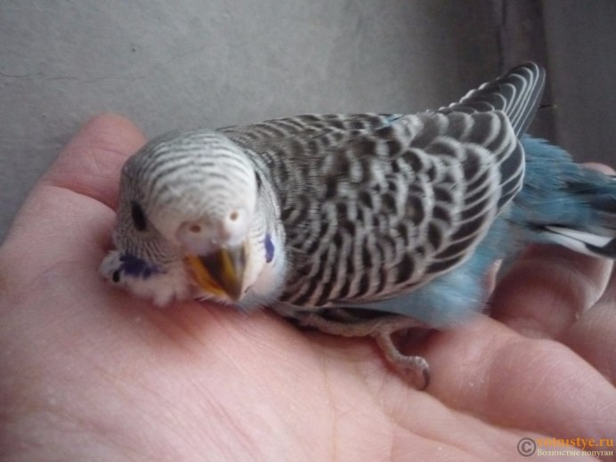 Птенцы волнистых попугаев