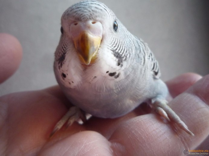 Детеныш попугая