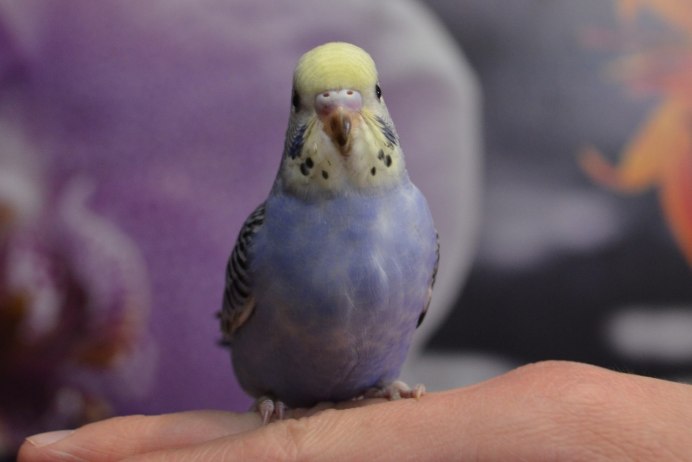 Новорожденные попугайчики