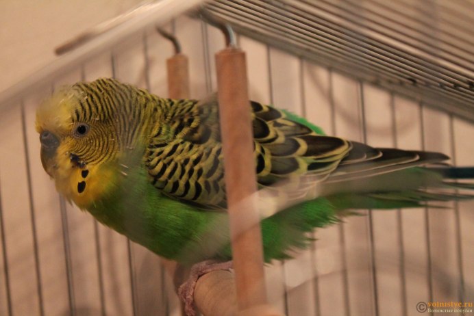 П те нец попцгайчикп жако