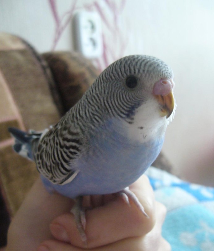 Новорожденные попугайчики