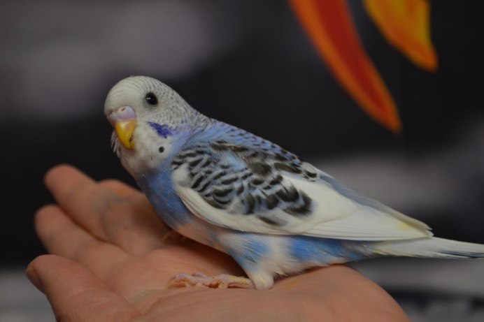 Кобальтовый волнистый попугай