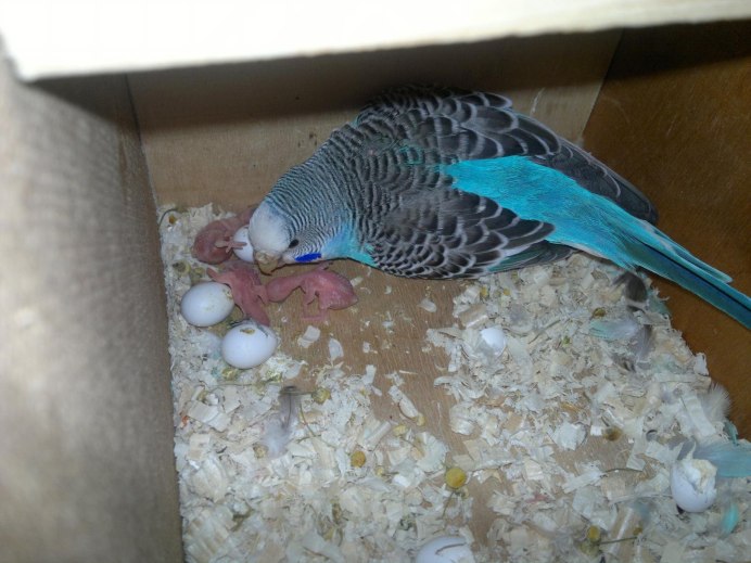 Новорожденные попугайчики волнистые